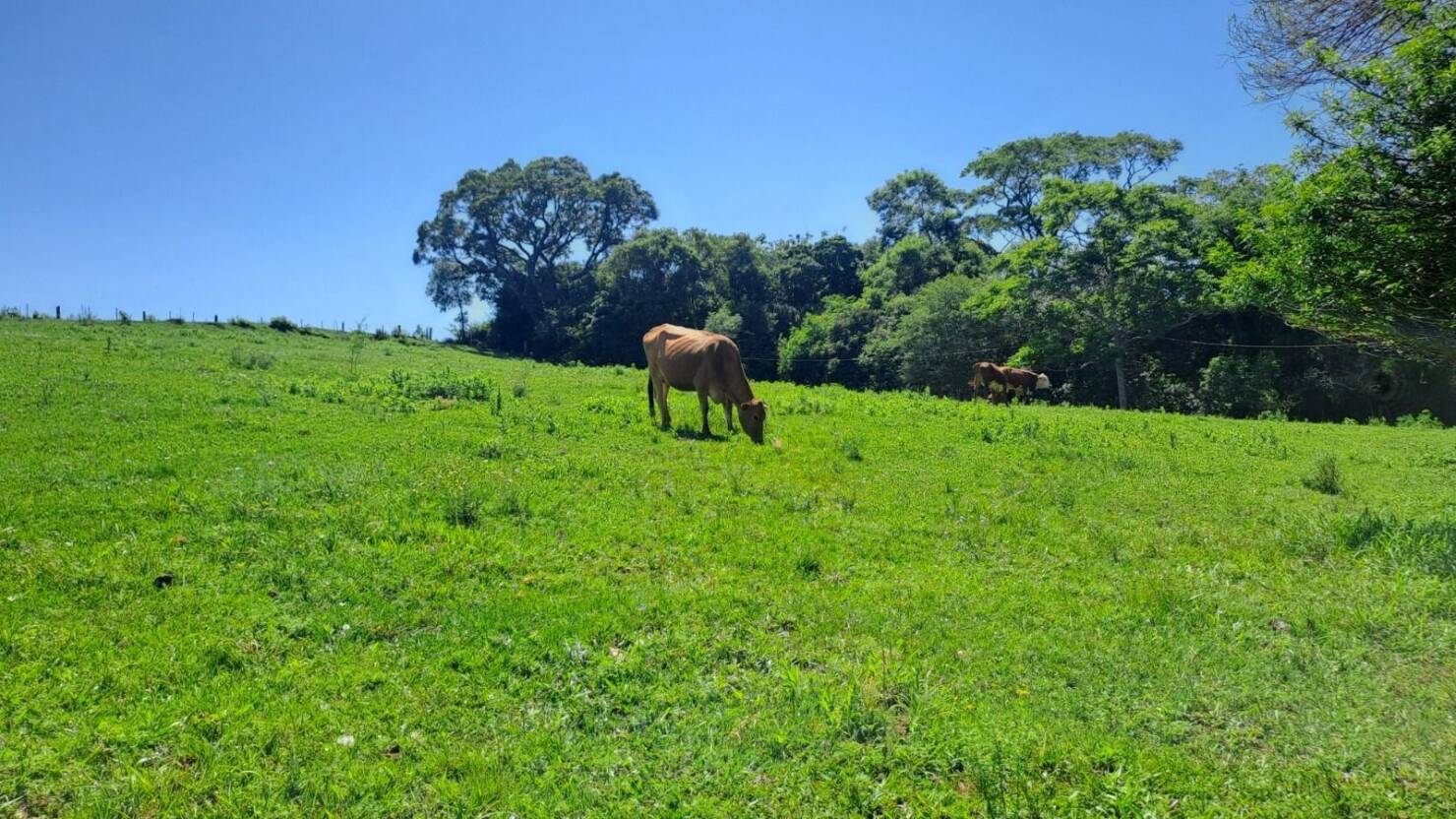 Sítio, 3 quartos, 415 m² - Foto 3