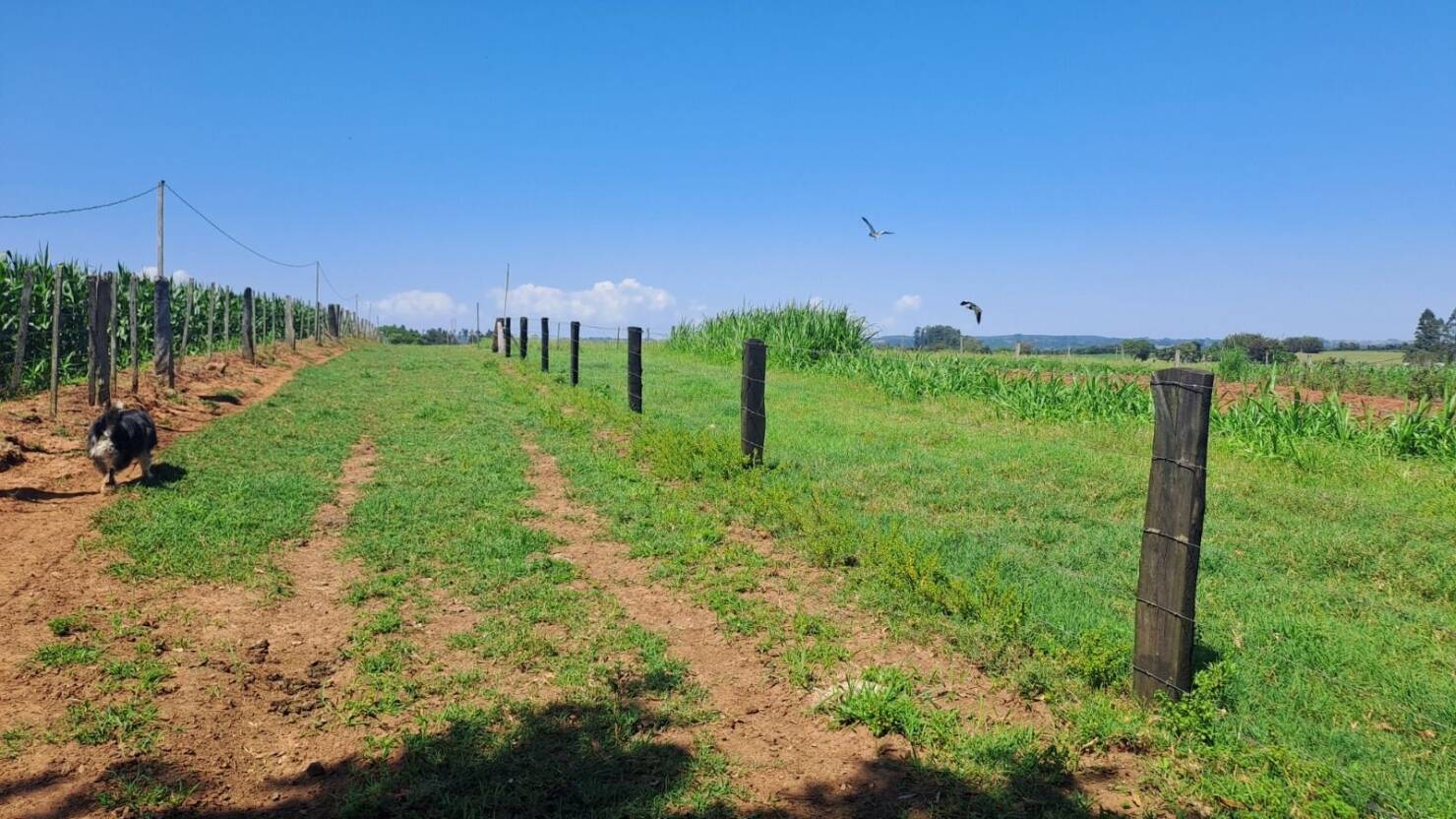 Sítio, 3 quartos, 415 m² - Foto 6