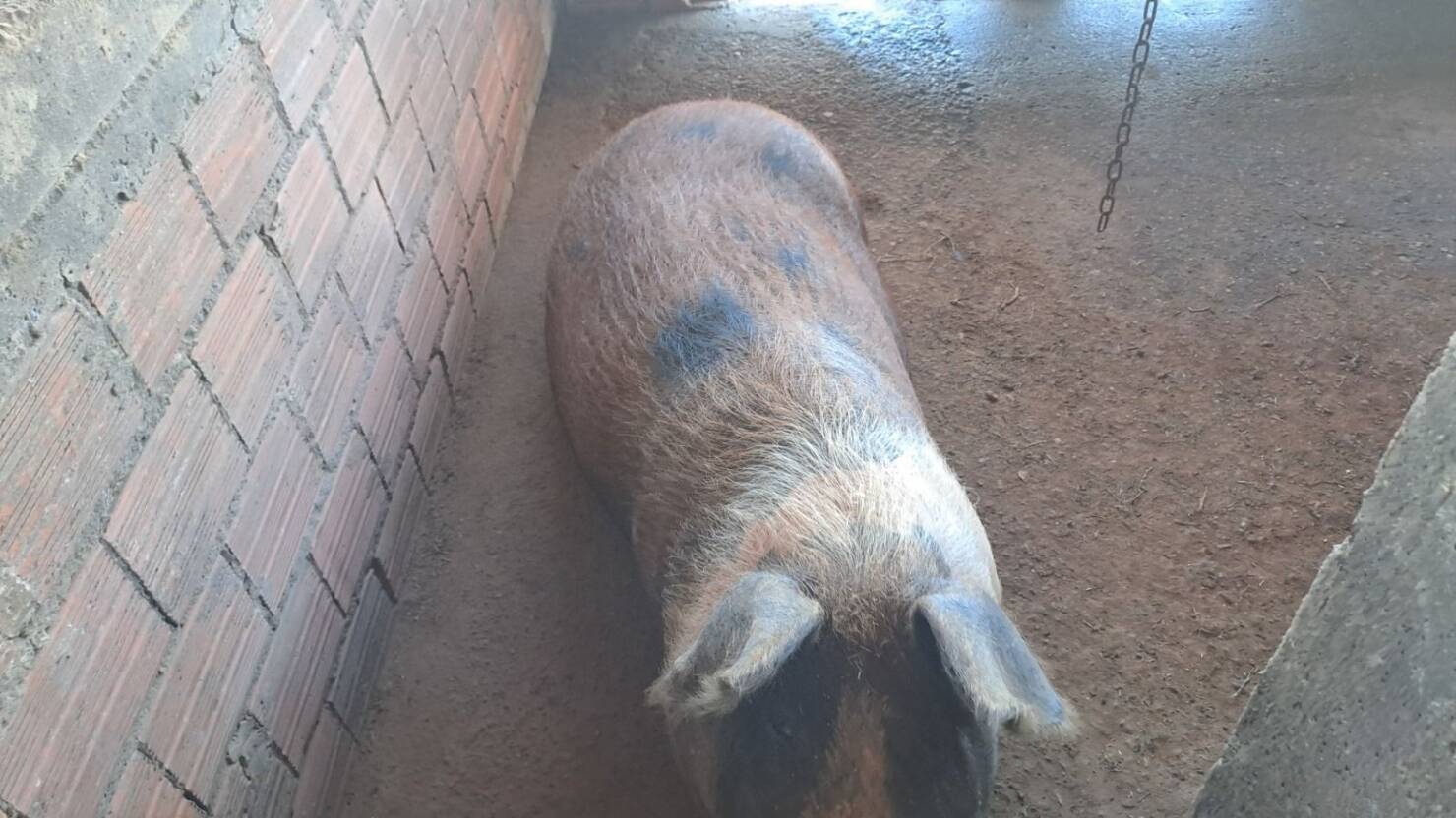 Sítio, 3 quartos, 415 m² - Foto 20