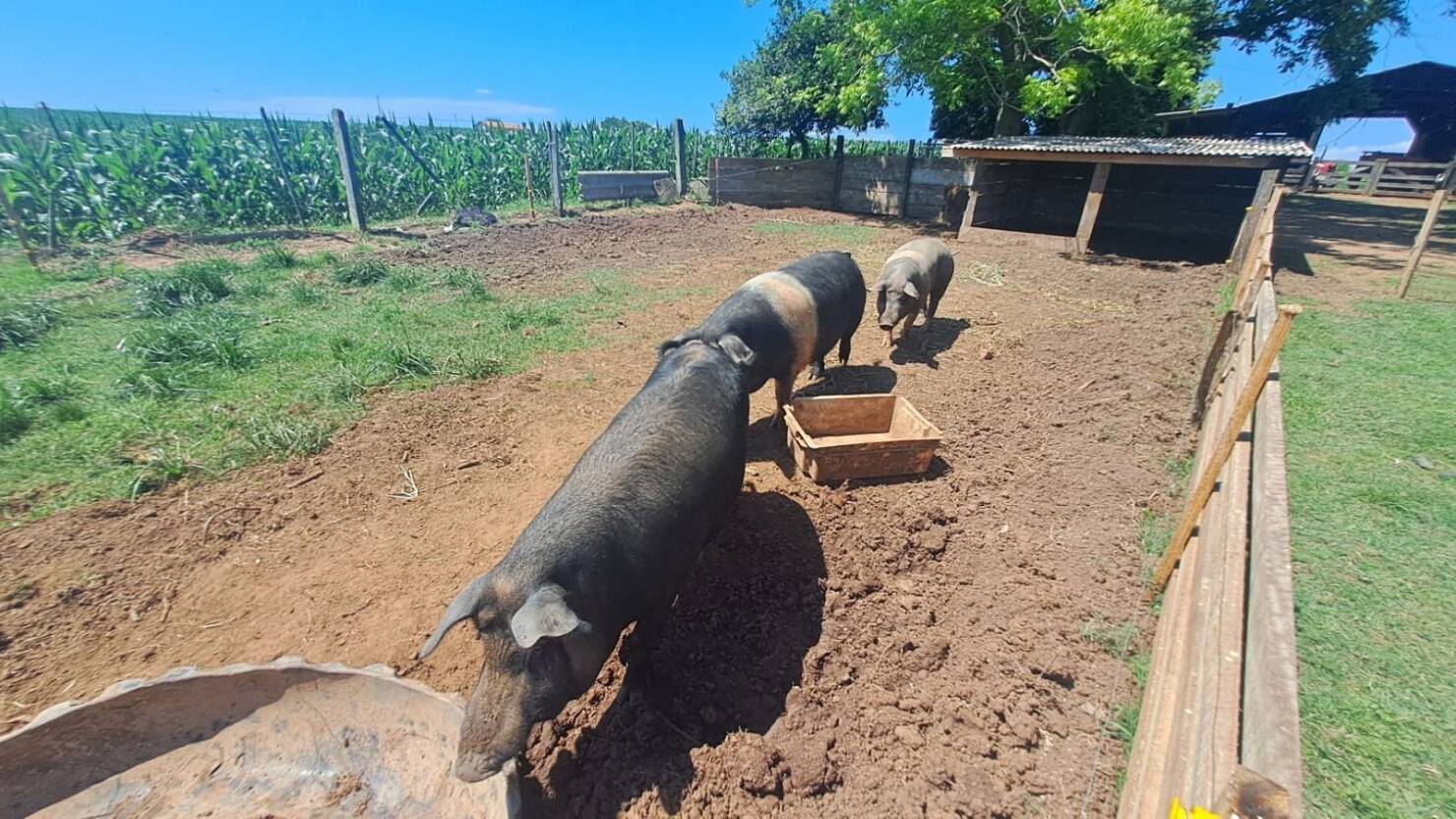 Sítio, 3 quartos, 415 m² - Foto 24