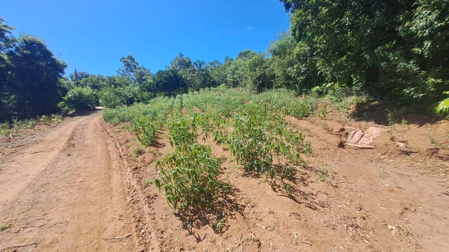Chácara, 3 quartos, 5 hectares - Foto 39