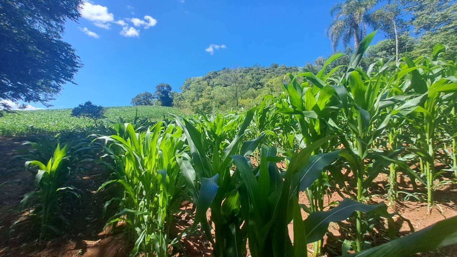 Chácara, 3 quartos, 5 hectares - Foto 48
