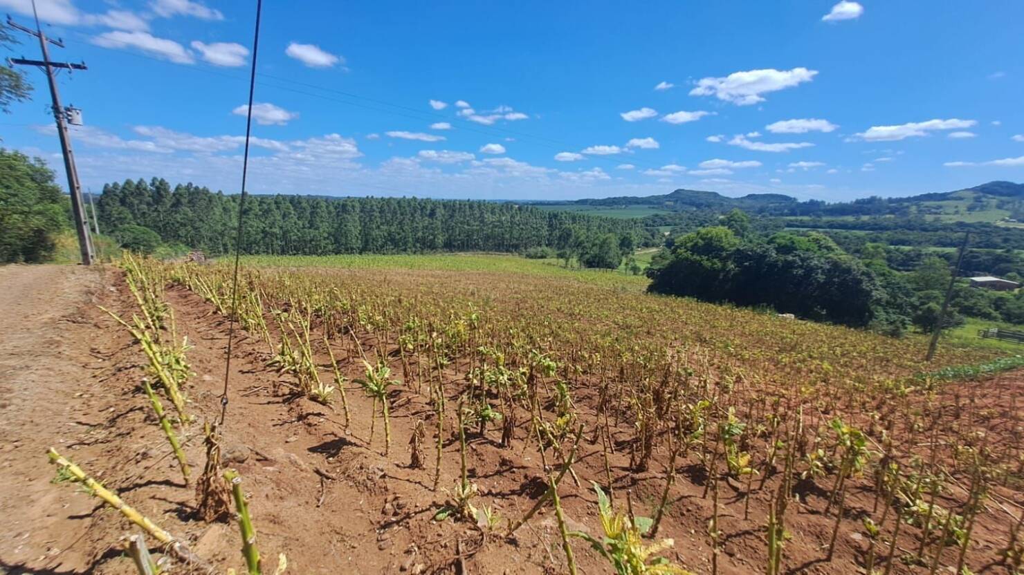 Chácara, 3 quartos, 5 hectares - Foto 50