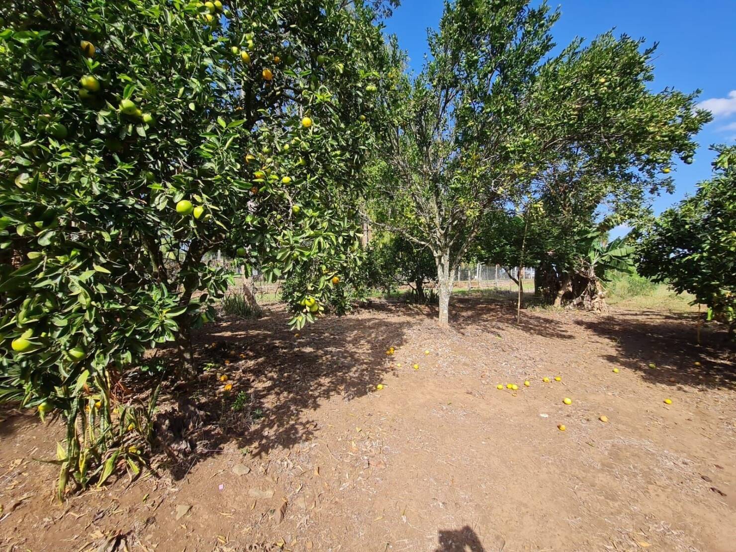 Chácara à venda com 3 quartos, 15000m² - Foto 12