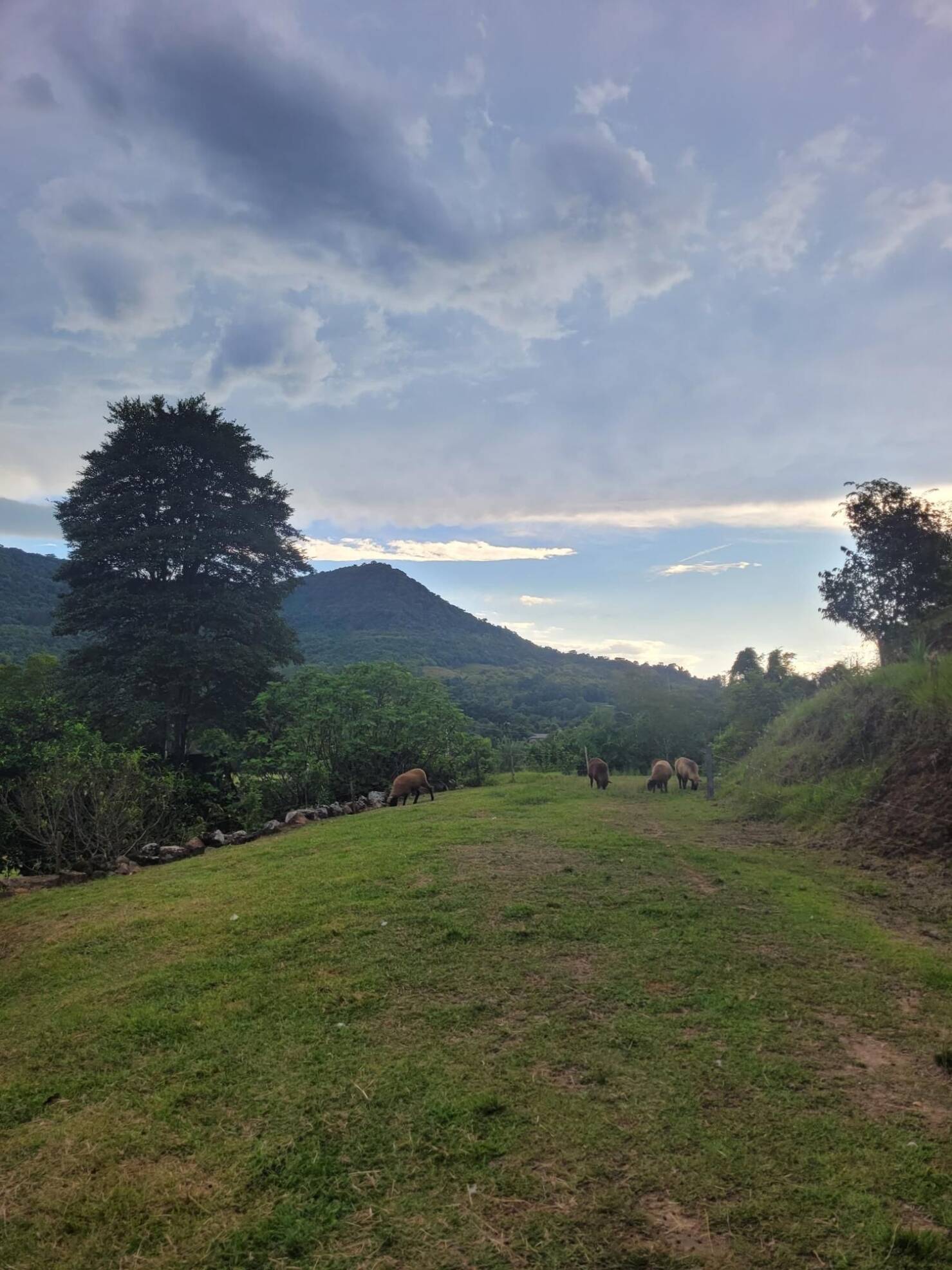 Fazenda à venda com 3 quartos, 147000m² - Foto 3