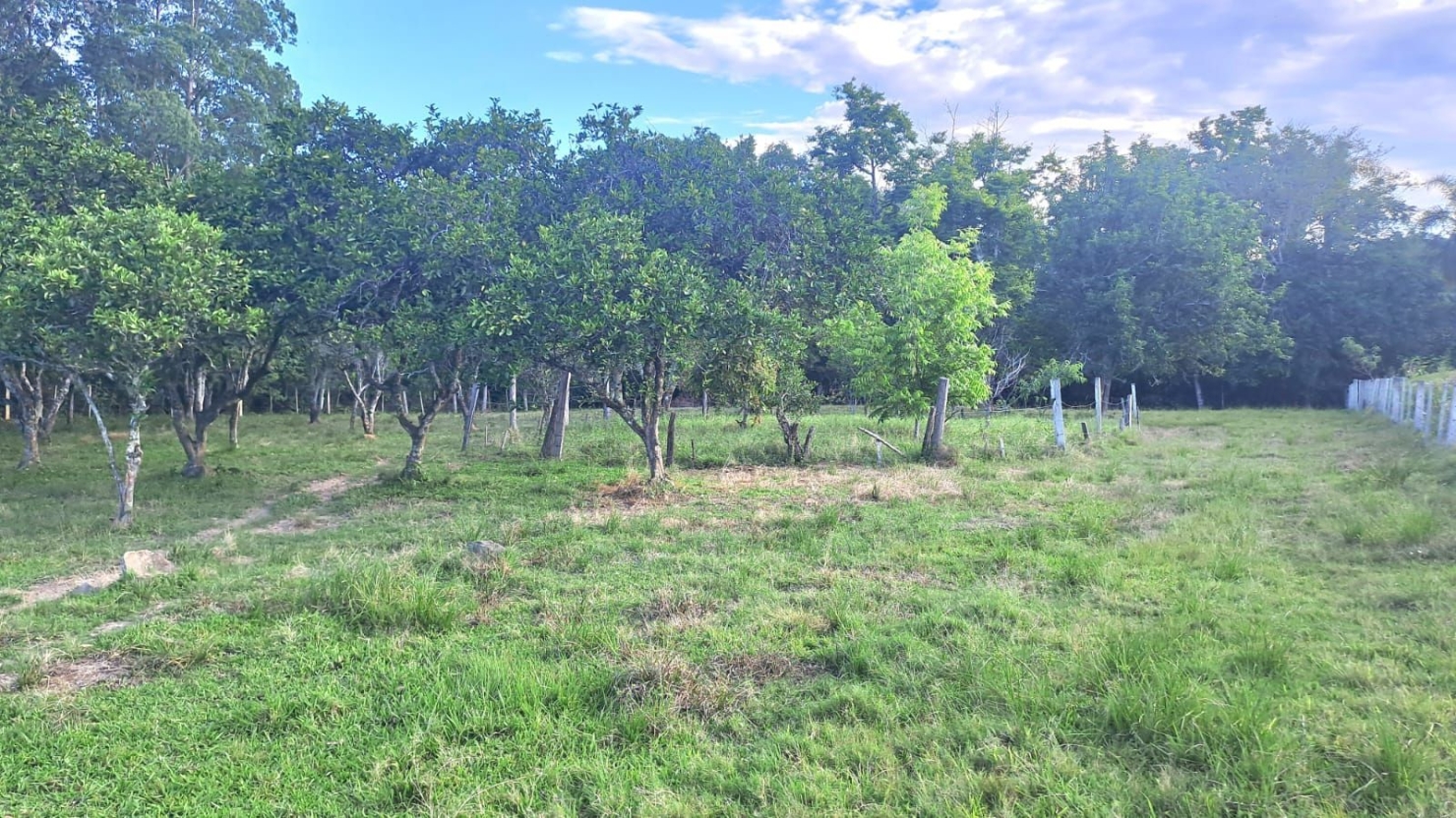 Terreno, 4 hectares - Foto 15