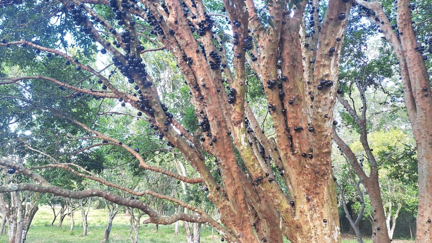 Terreno, 4 hectares - Foto 16