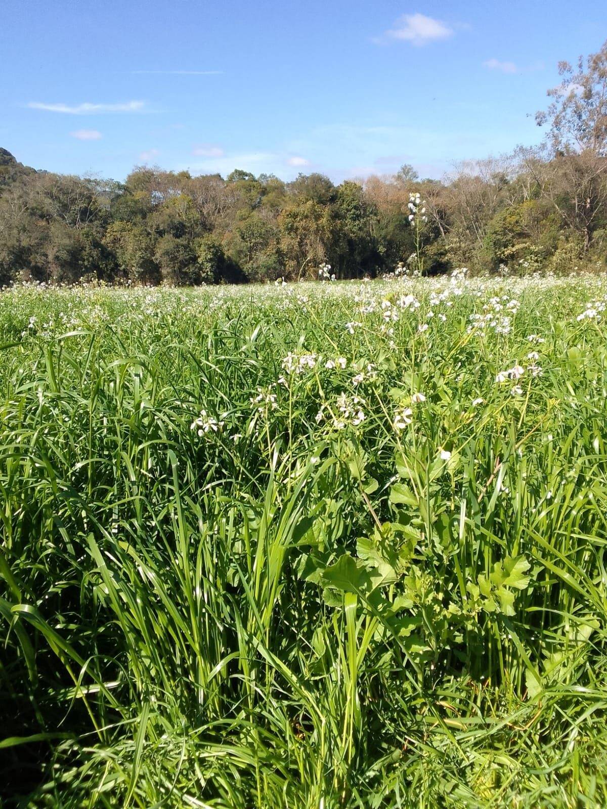 Terreno à venda, 200000m² - Foto 17