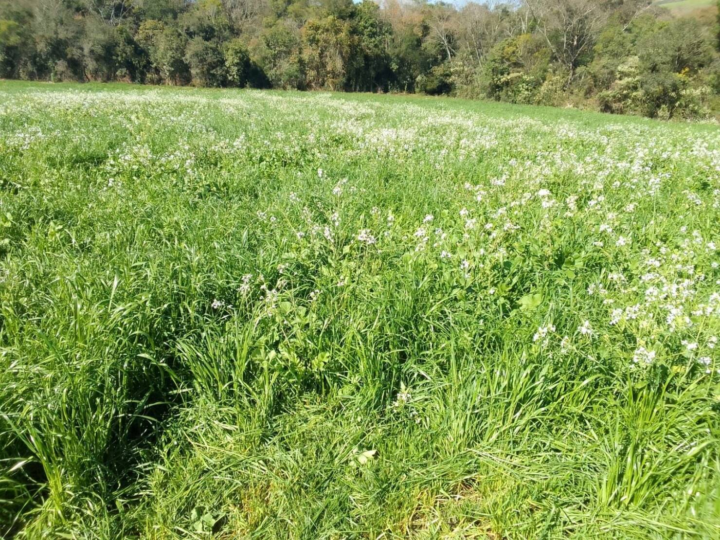 Terreno à venda, 200000m² - Foto 18