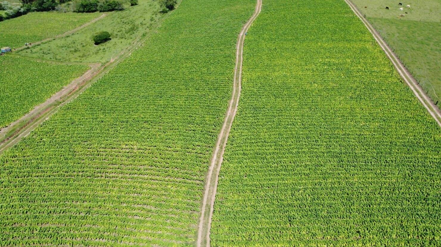 Fazenda à venda com 5 quartos, 210000m² - Foto 5