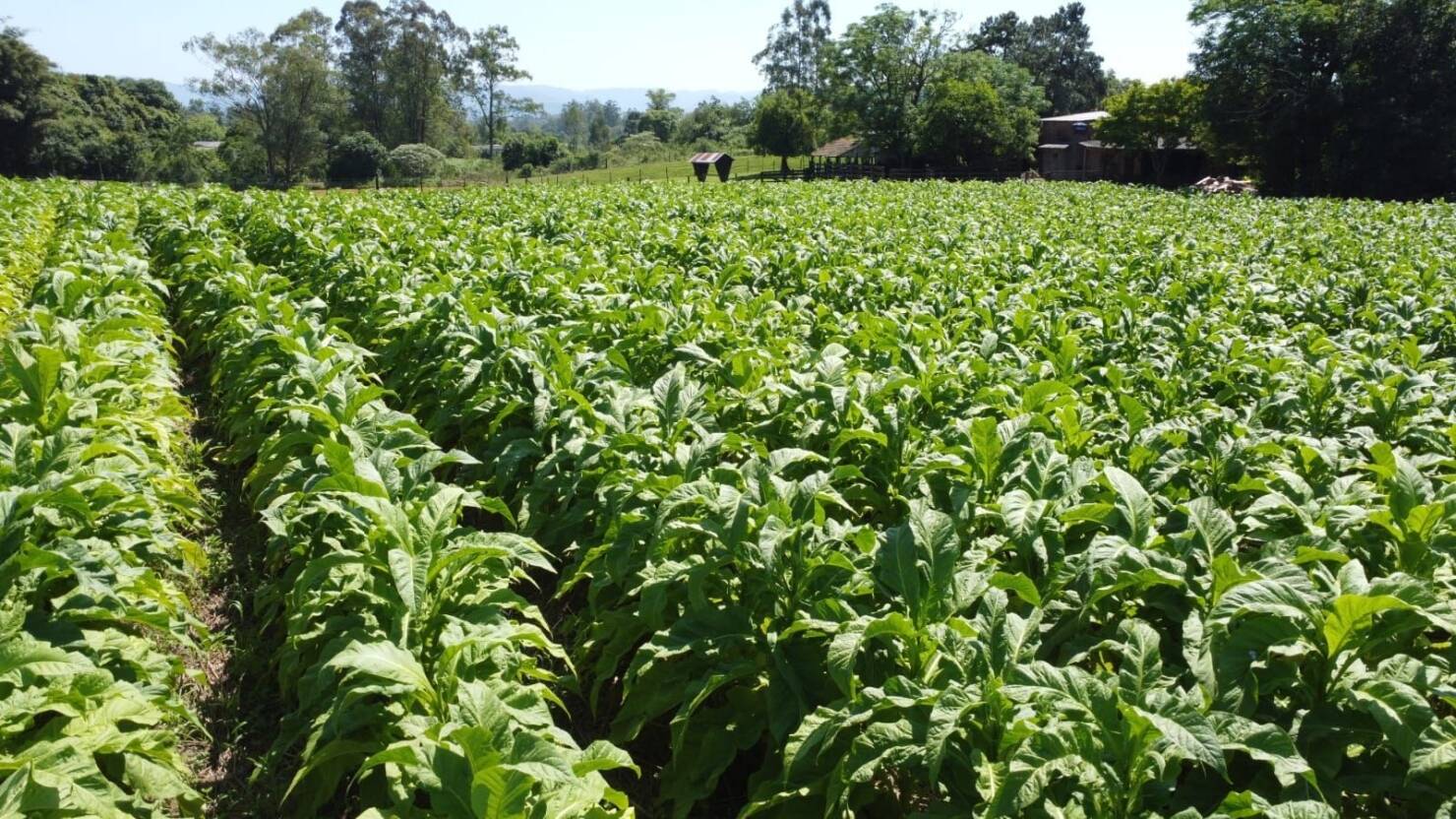 Fazenda à venda com 5 quartos, 210000m² - Foto 9