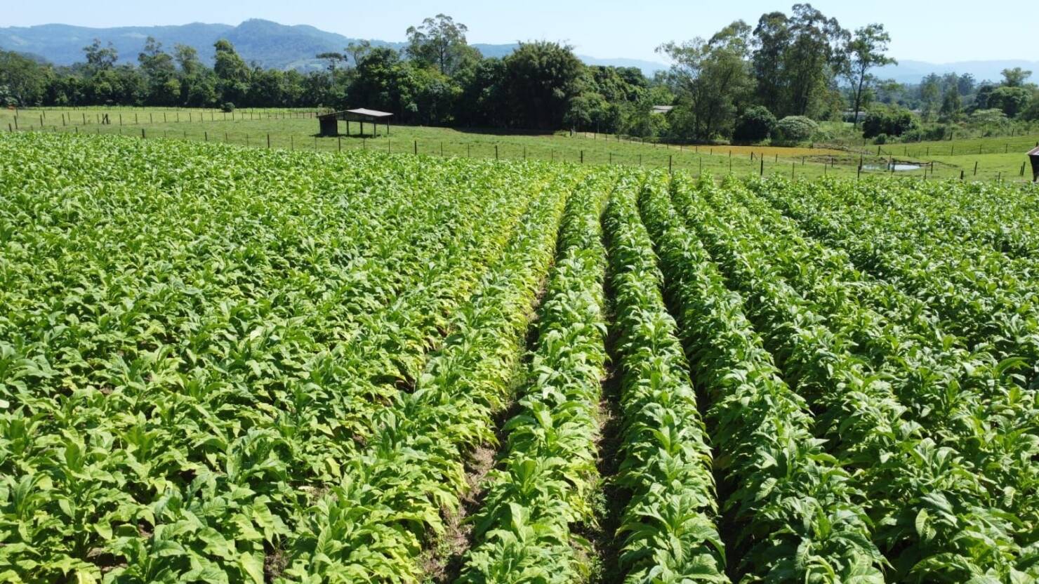 Fazenda à venda com 5 quartos, 210000m² - Foto 10