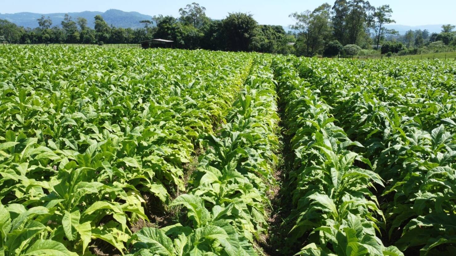 Fazenda à venda com 5 quartos, 210000m² - Foto 12