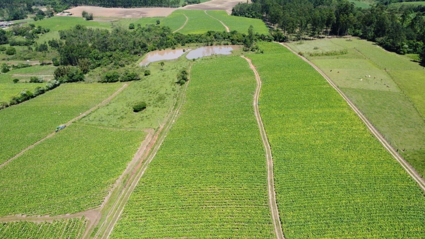 Fazenda à venda com 5 quartos, 210000m² - Foto 2