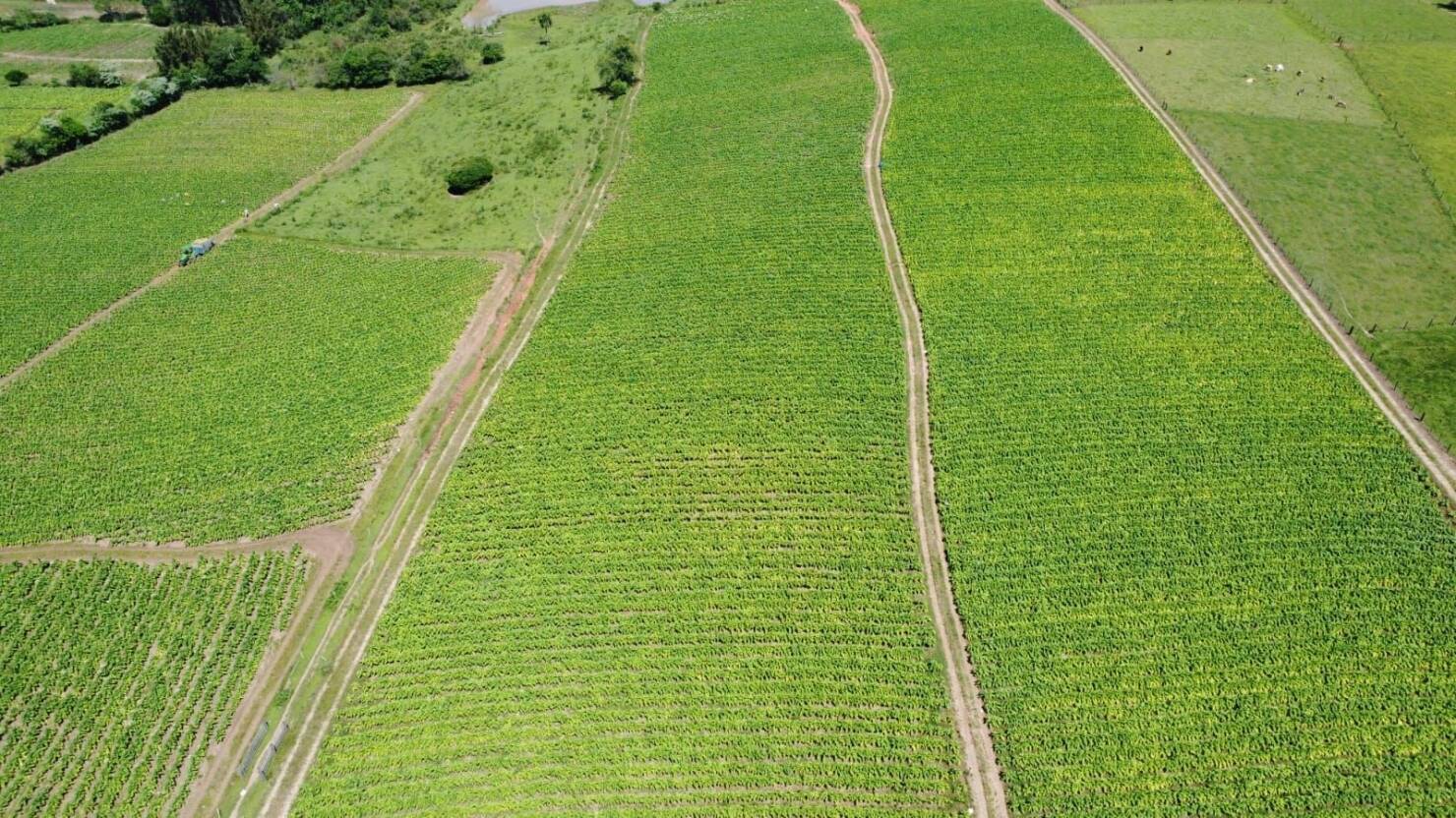 Fazenda à venda com 5 quartos, 210000m² - Foto 3