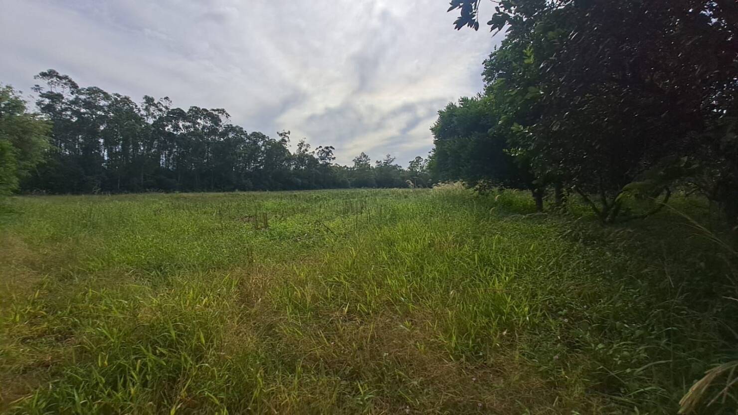 Fazenda à venda com 3 quartos, 240m² - Foto 28
