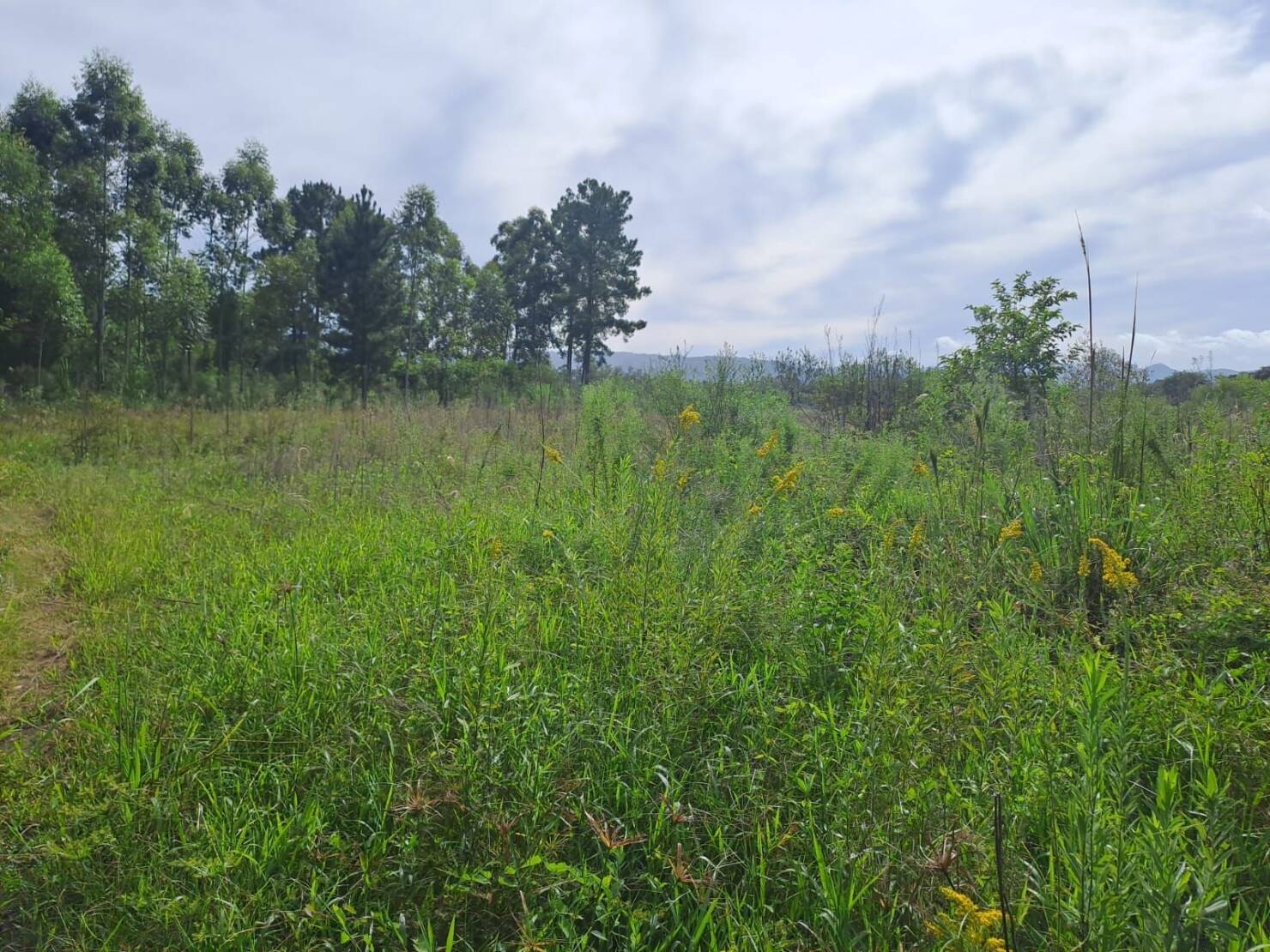 Fazenda à venda com 3 quartos, 240m² - Foto 2