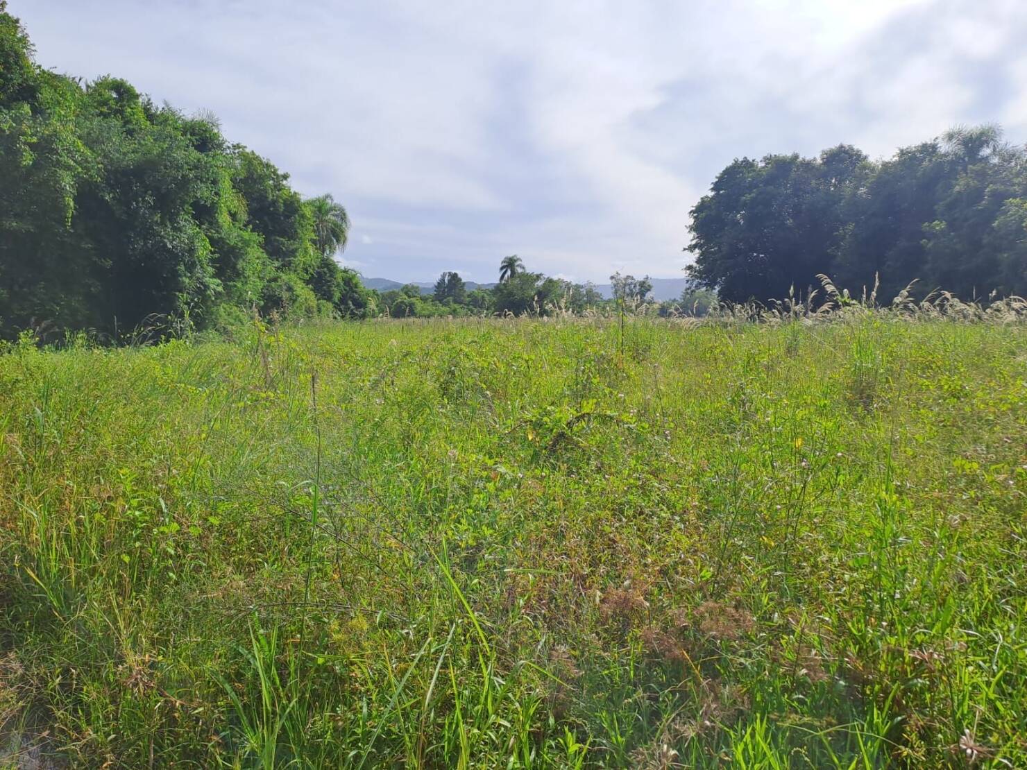 Fazenda à venda com 3 quartos, 240m² - Foto 3