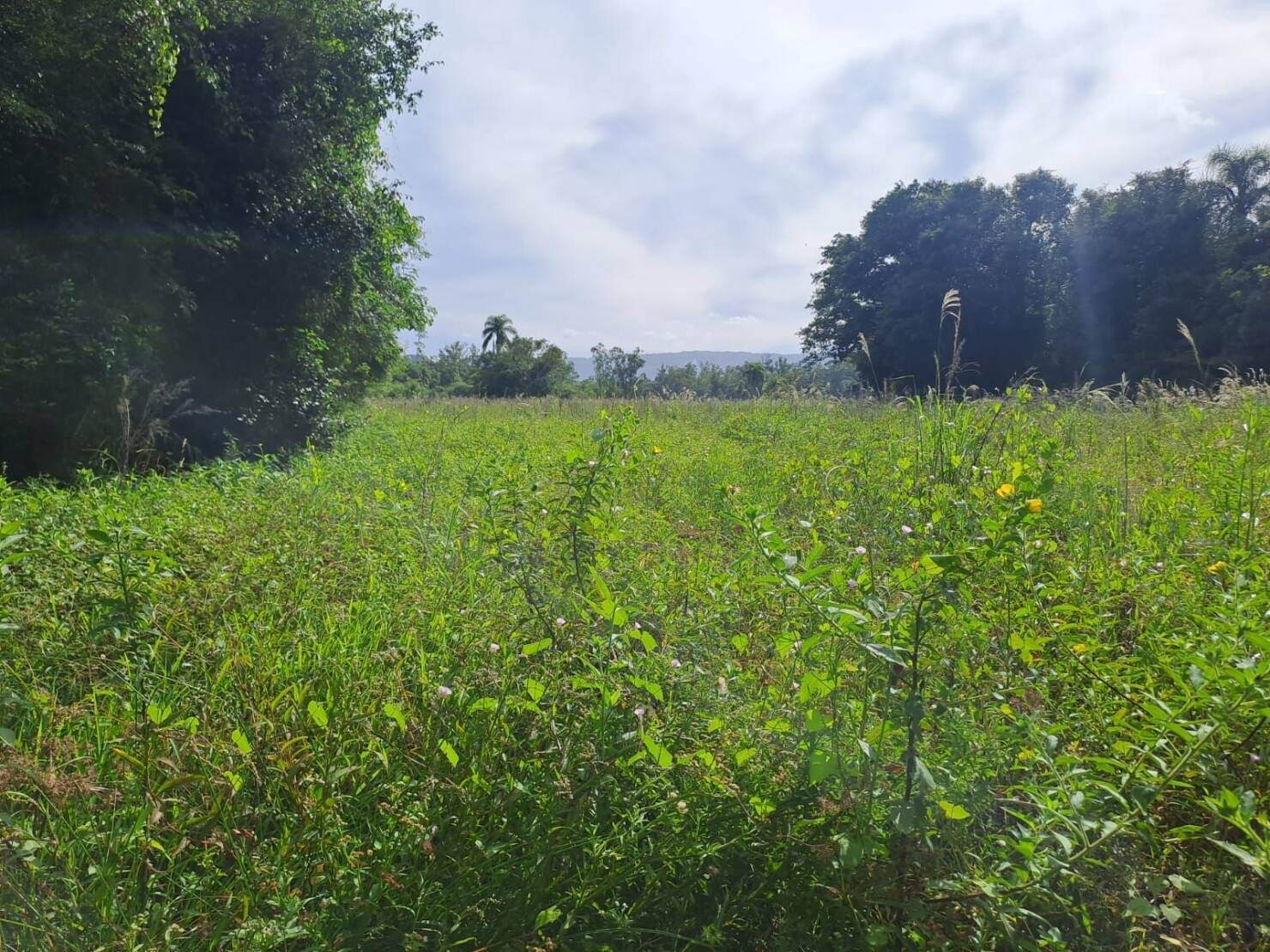 Fazenda à venda com 3 quartos, 240m² - Foto 4
