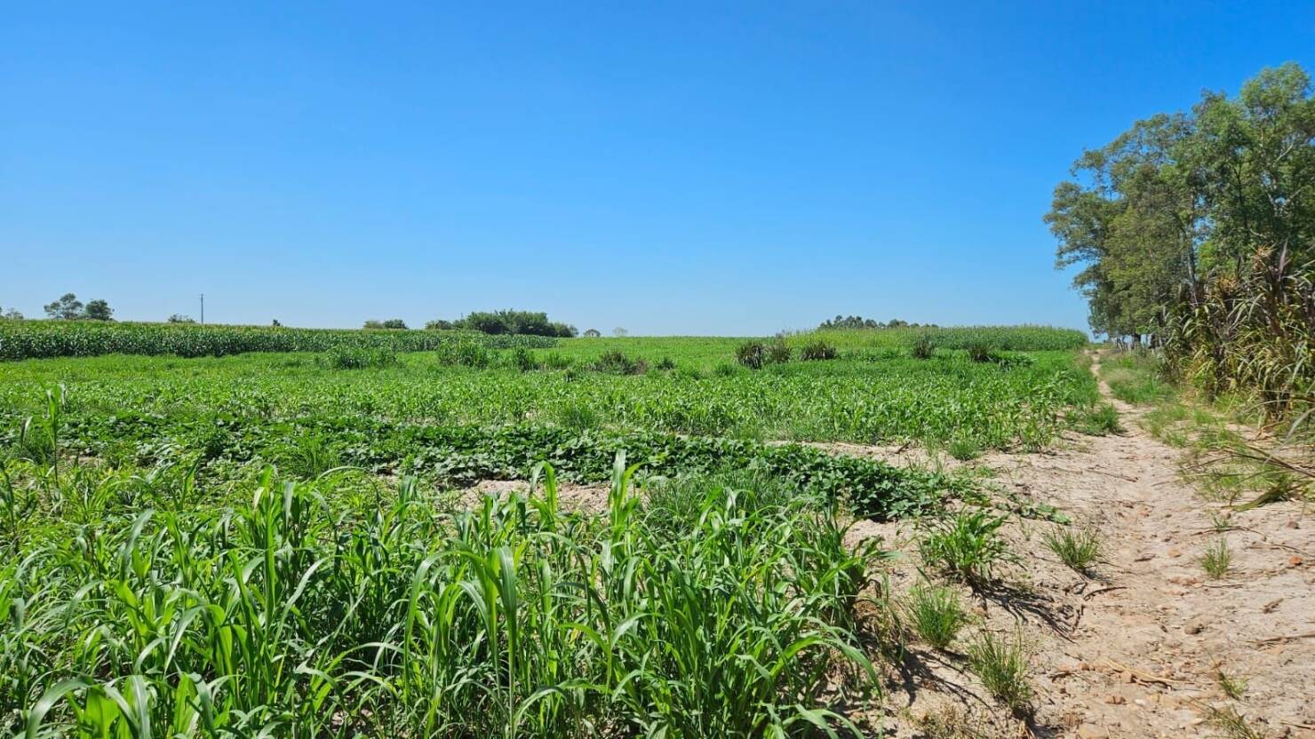 Fazenda à venda com 3 quartos, 250m² - Foto 22