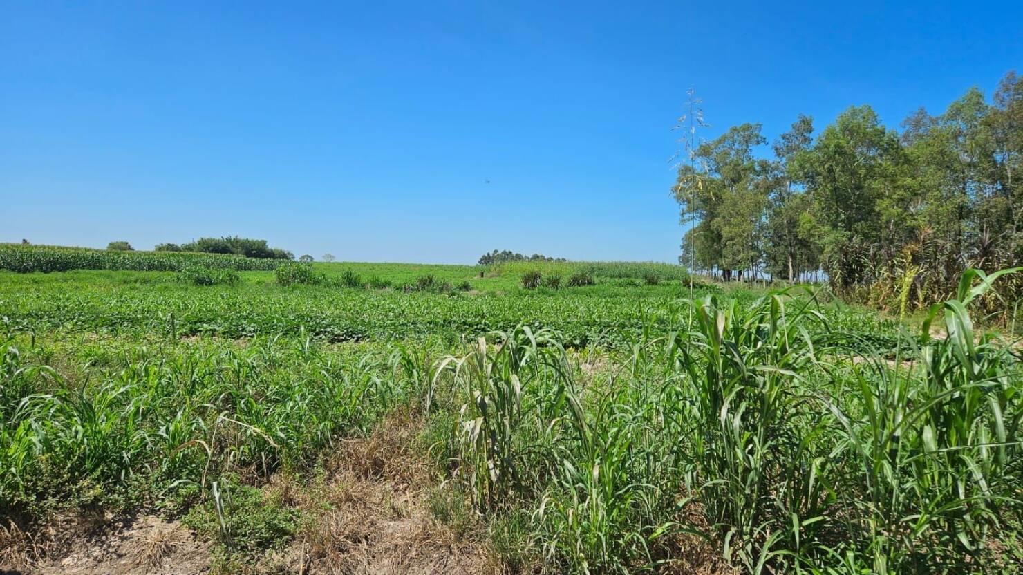 Fazenda à venda com 3 quartos, 250m² - Foto 24