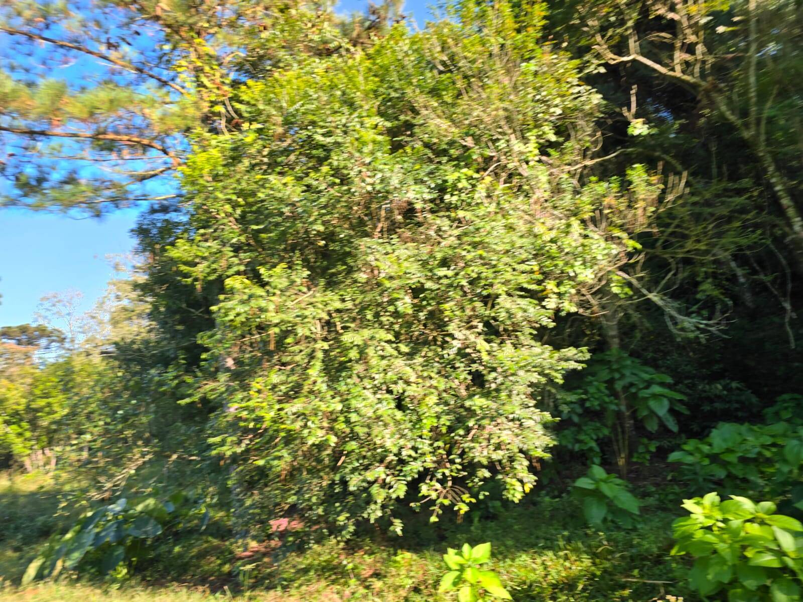 Terreno, 3 m² - Foto 19