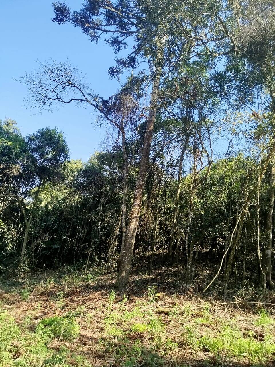 Terreno, 6300 m² - Foto 9