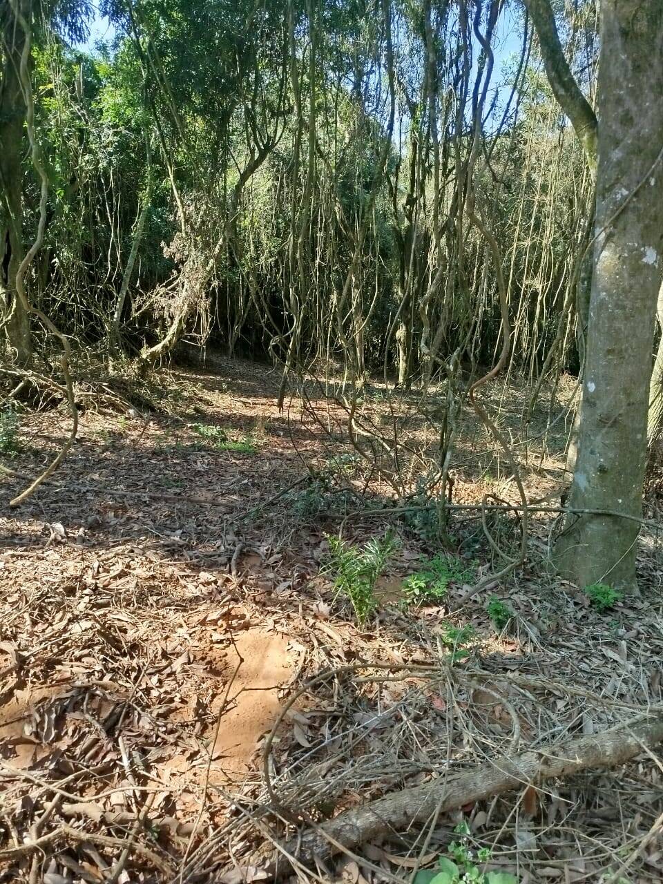 Terreno, 6300 m² - Foto 10