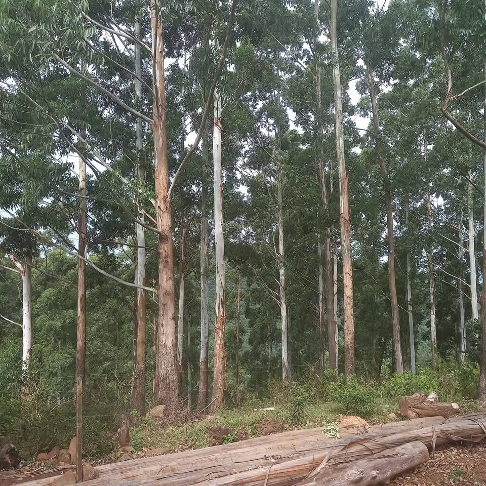 Terreno, 4 hectares - Foto 7