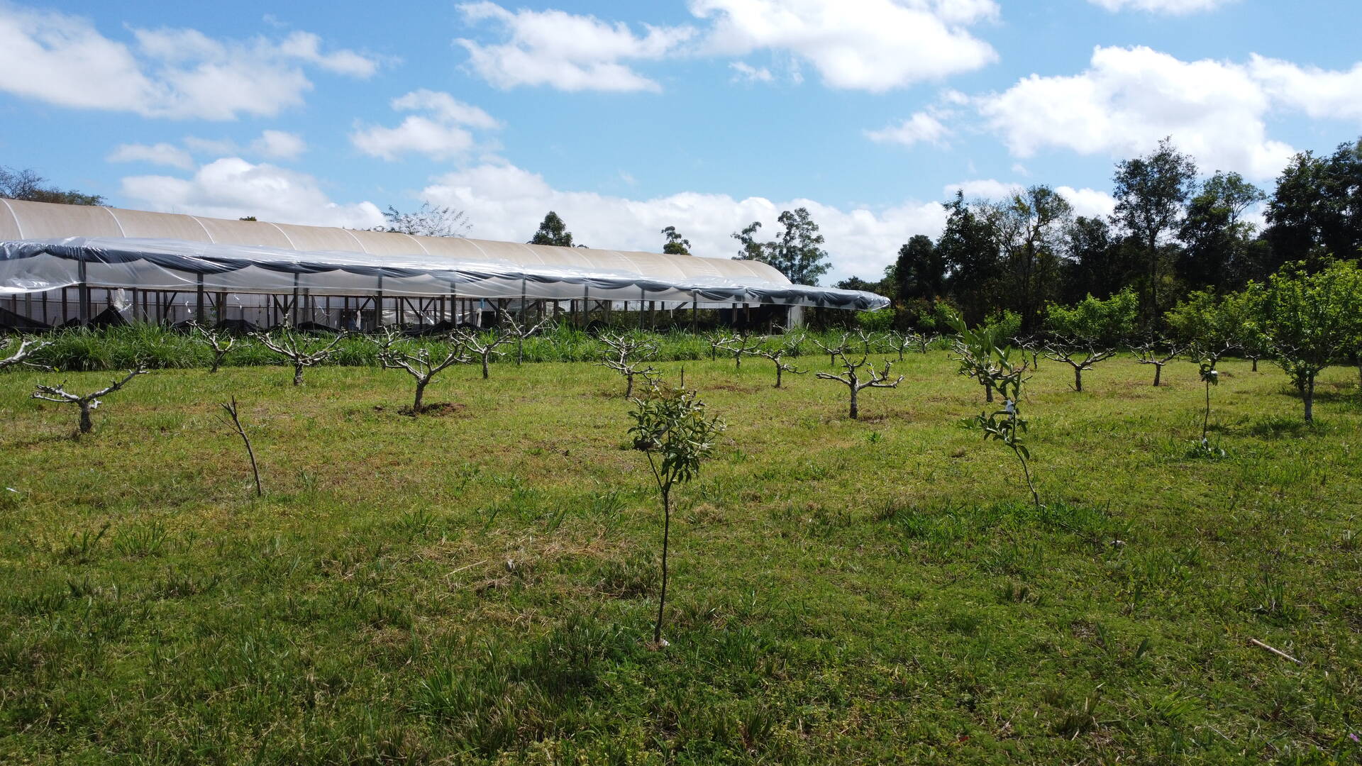 Sítio, 3 quartos, 500 m² - Foto 15