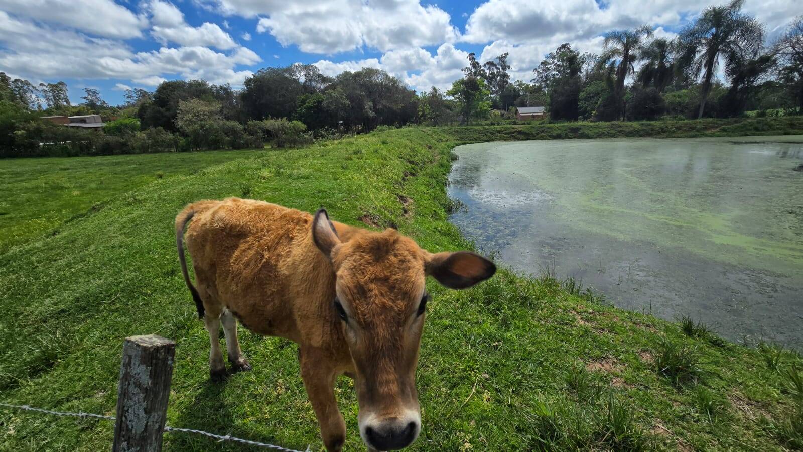 Sítio, 3 quartos, 500 m² - Foto 32