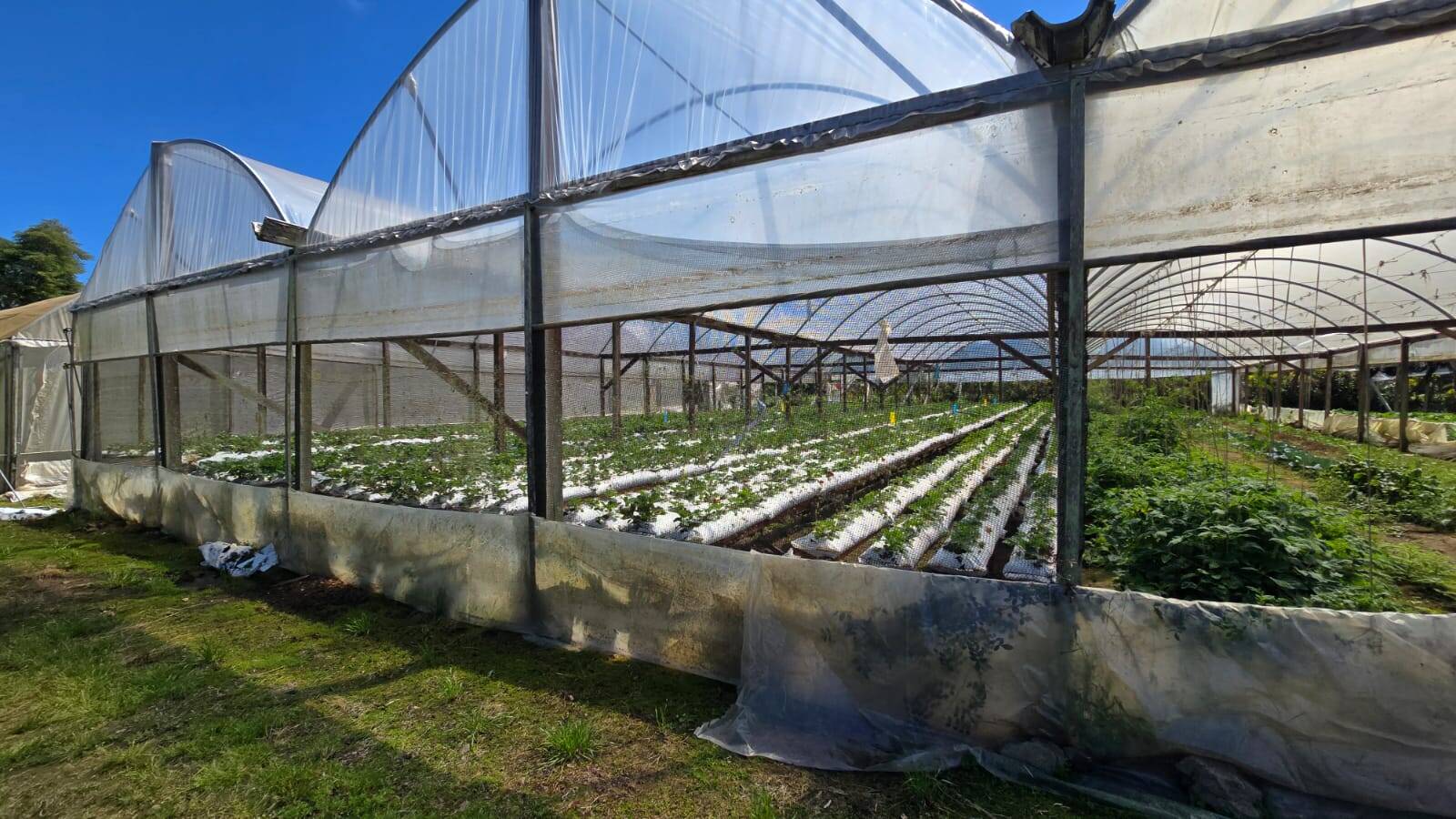 Sítio, 3 quartos, 500 m² - Foto 6