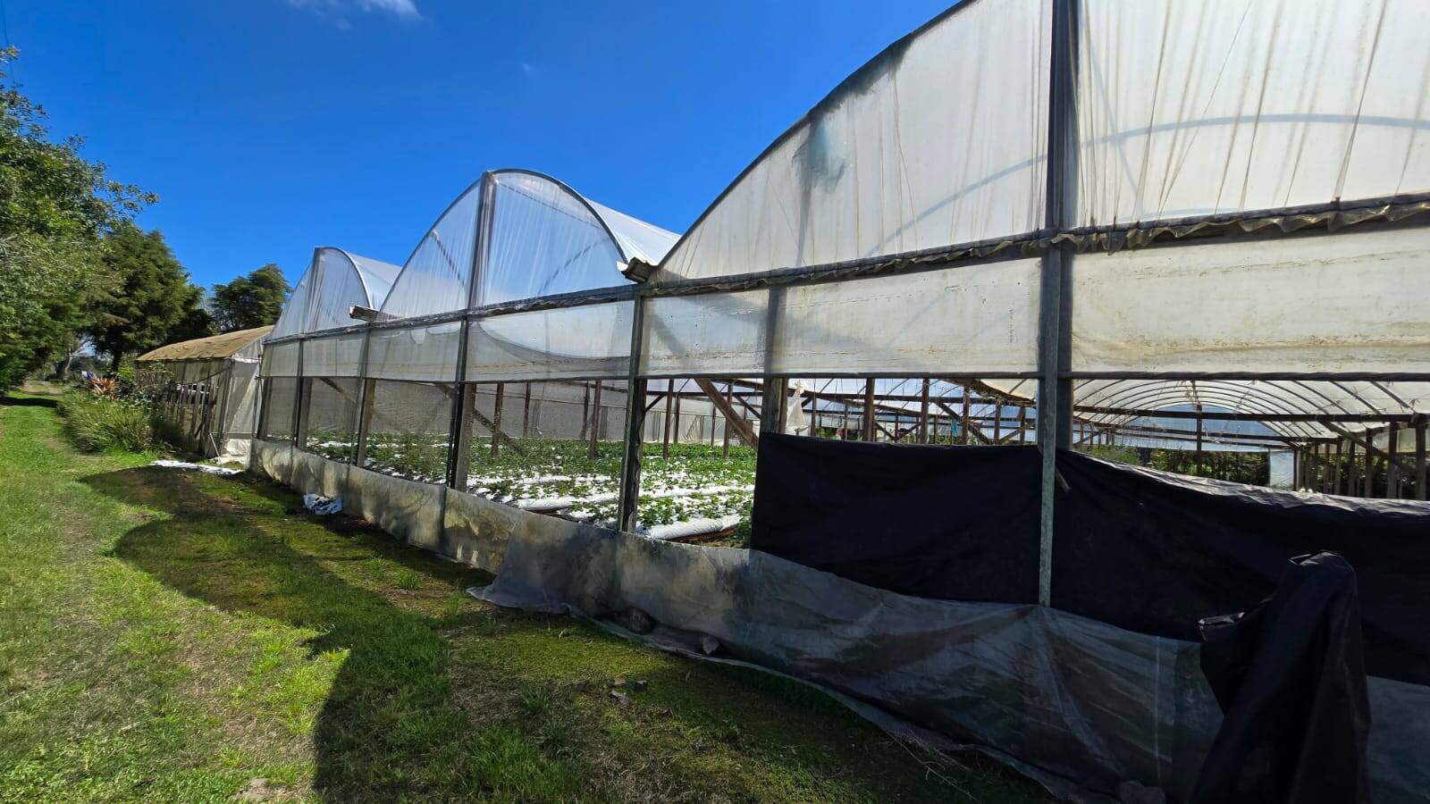 Sítio, 3 quartos, 500 m² - Foto 13