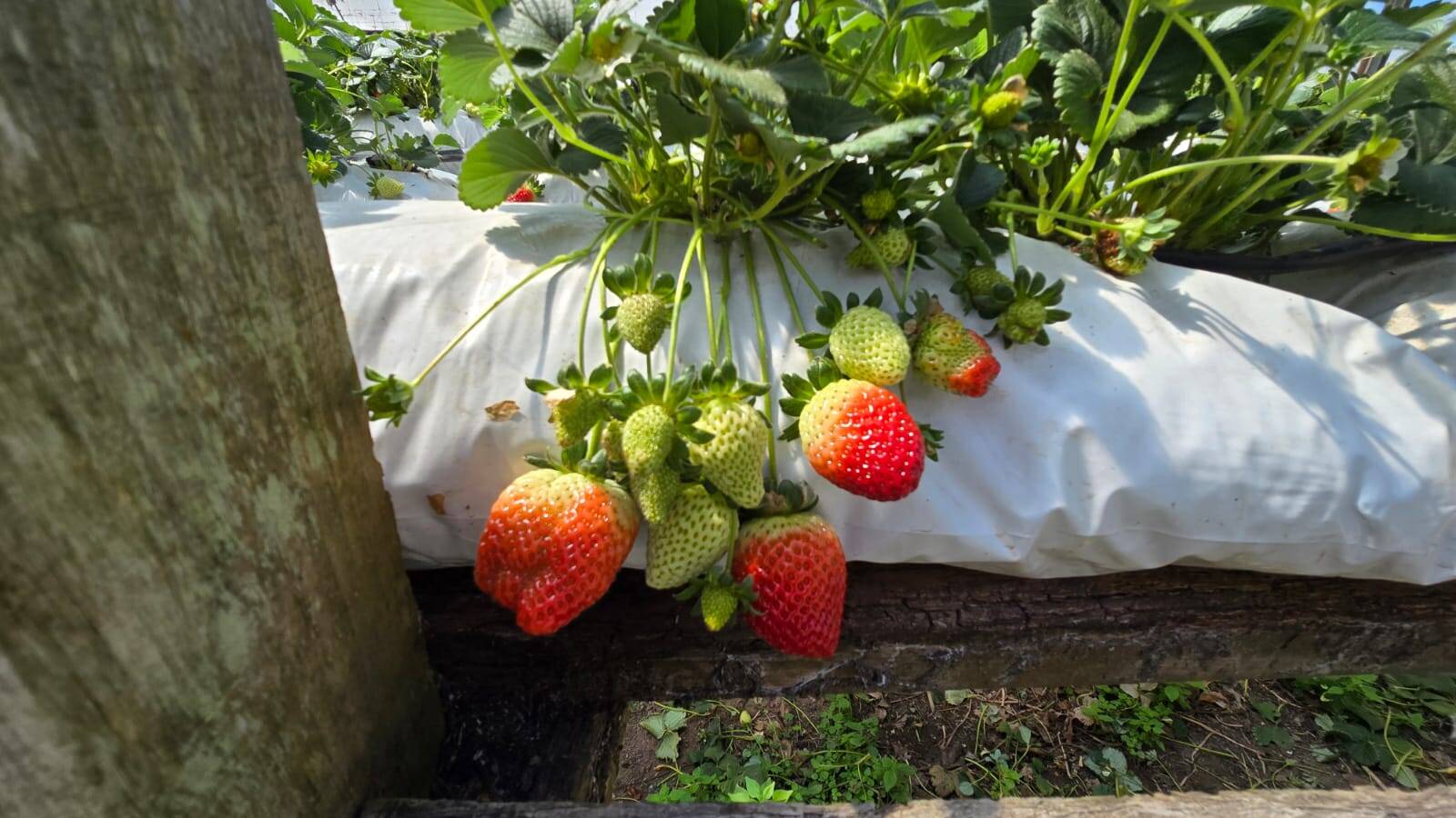 Sítio, 3 quartos, 500 m² - Foto 9