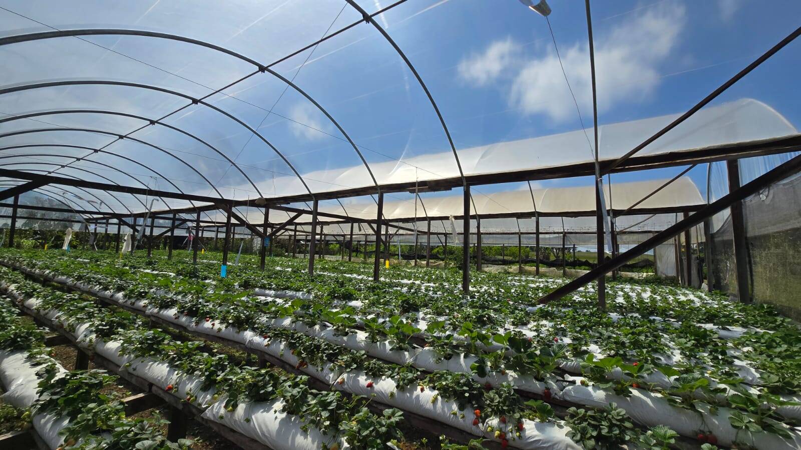 Sítio, 3 quartos, 500 m² - Foto 5