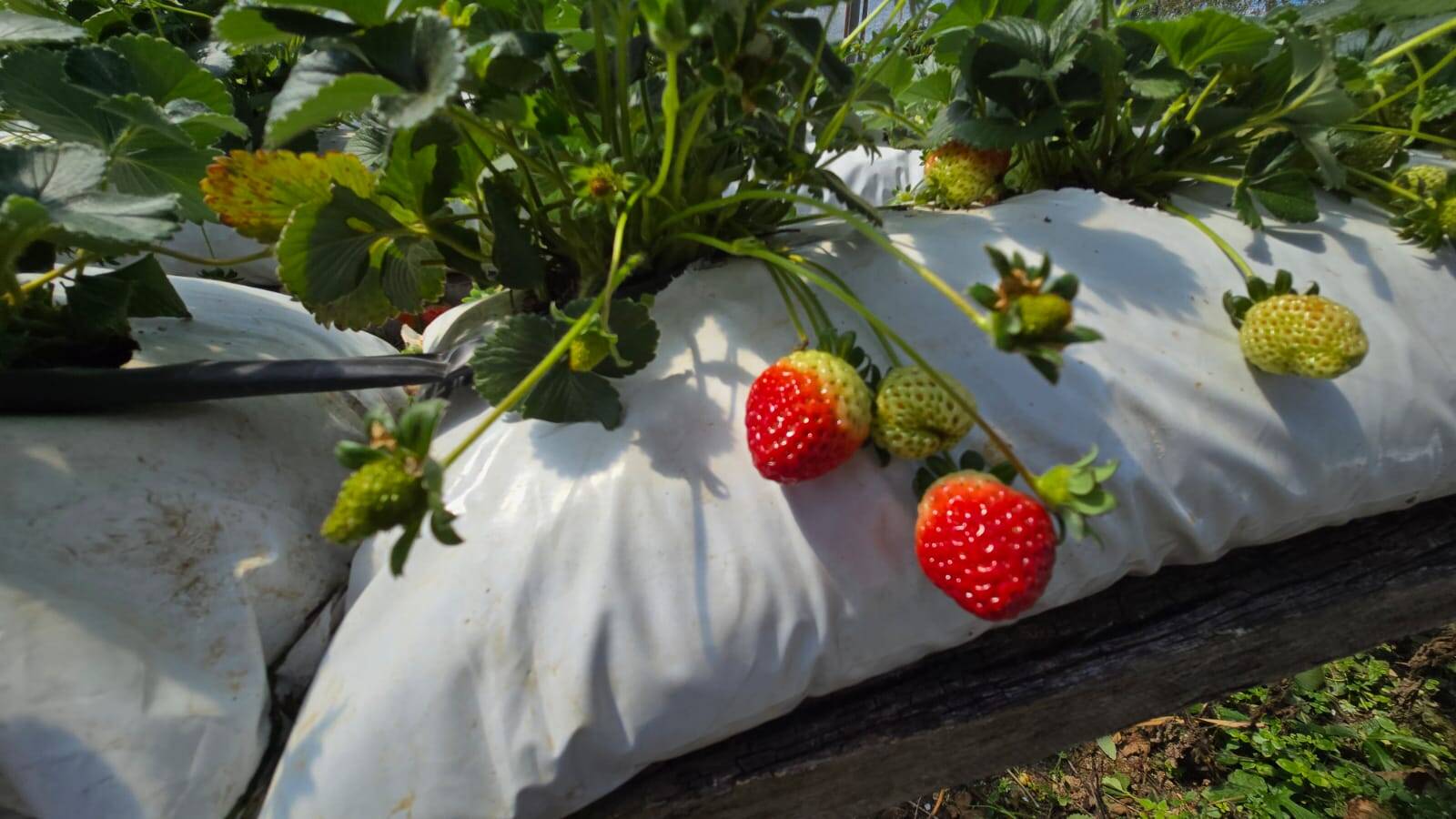 Sítio, 3 quartos, 500 m² - Foto 10