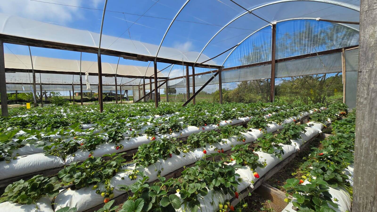 Sítio, 3 quartos, 500 m² - Foto 4