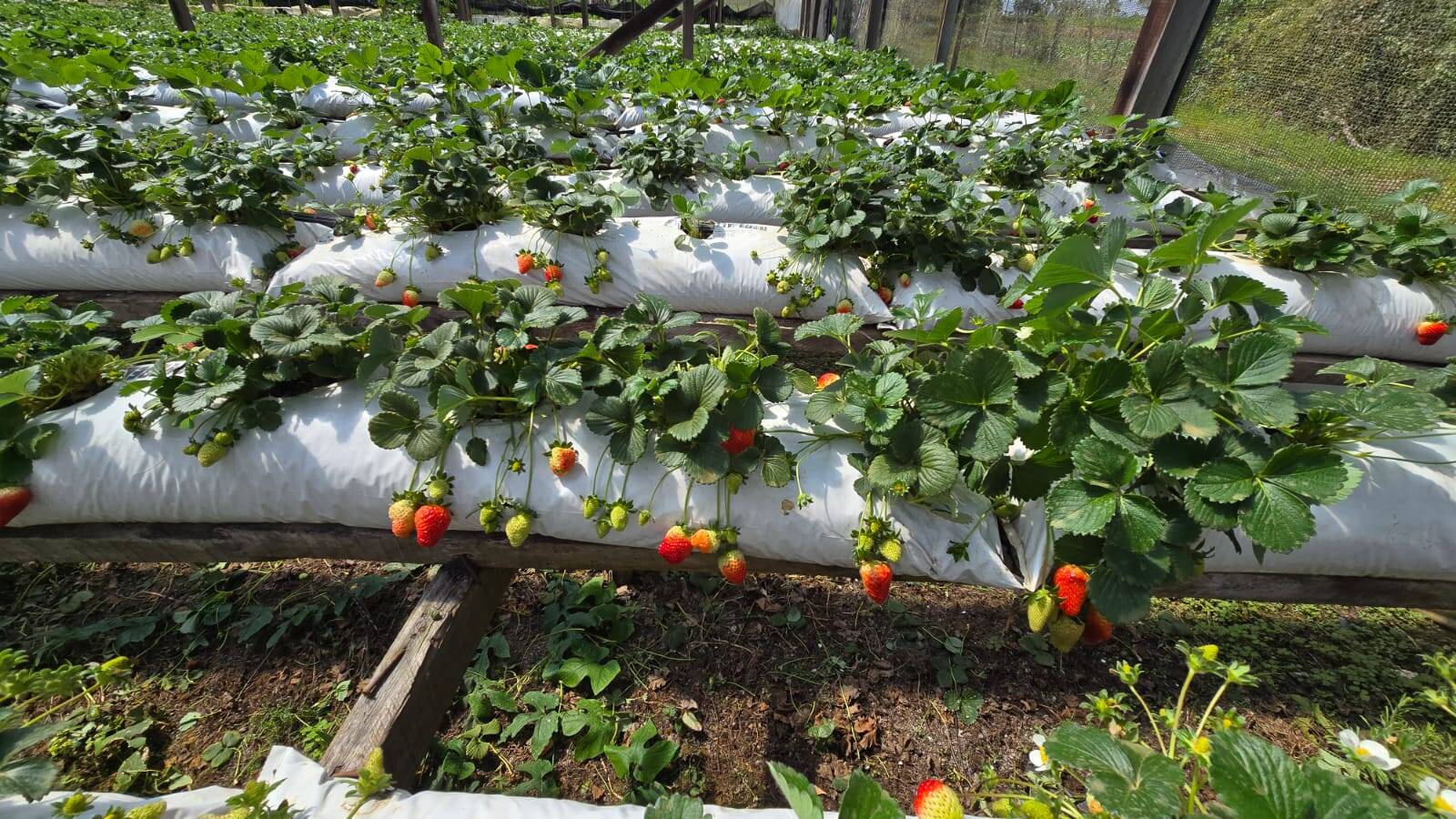 Sítio, 3 quartos, 500 m² - Foto 11