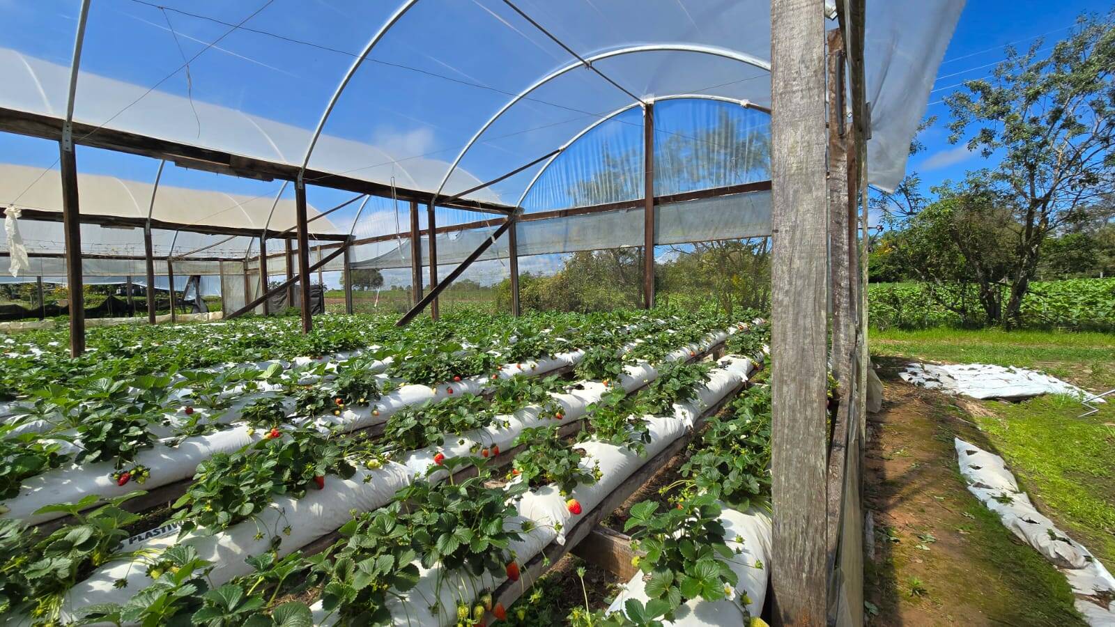 Sítio, 3 quartos, 500 m² - Foto 7