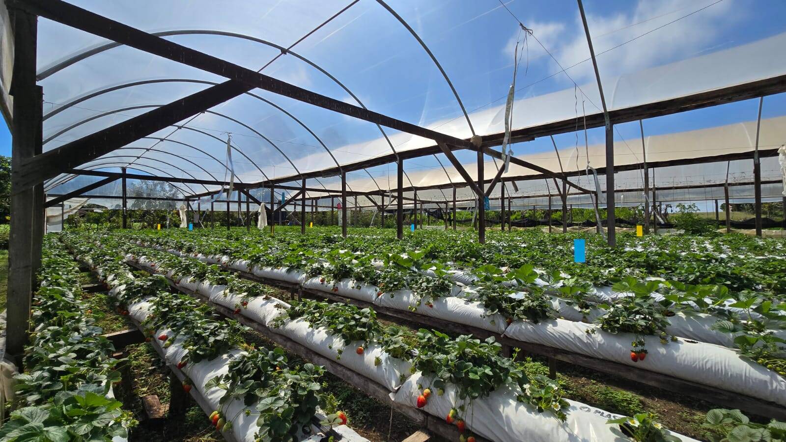 Sítio, 3 quartos, 500 m² - Foto 2