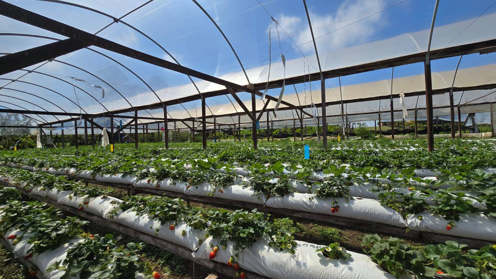 Sítio, 3 quartos, 500 m² - Foto 1