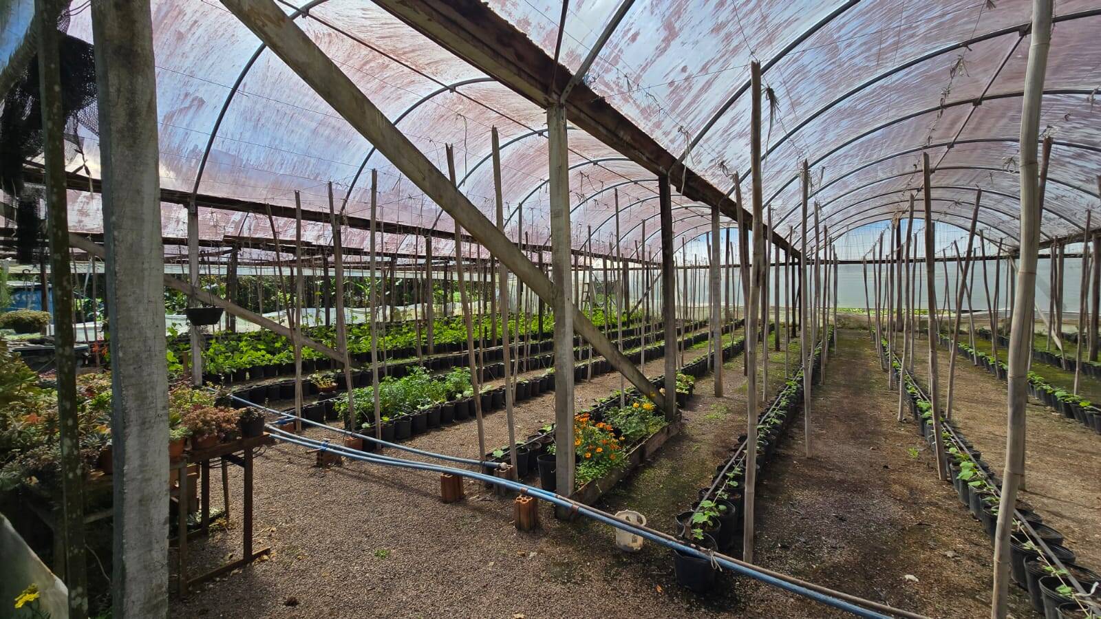 Sítio, 3 quartos, 500 m² - Foto 3