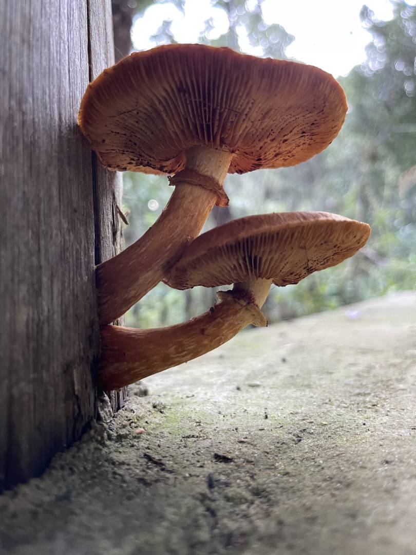 Terreno, 2 m² - Foto 24