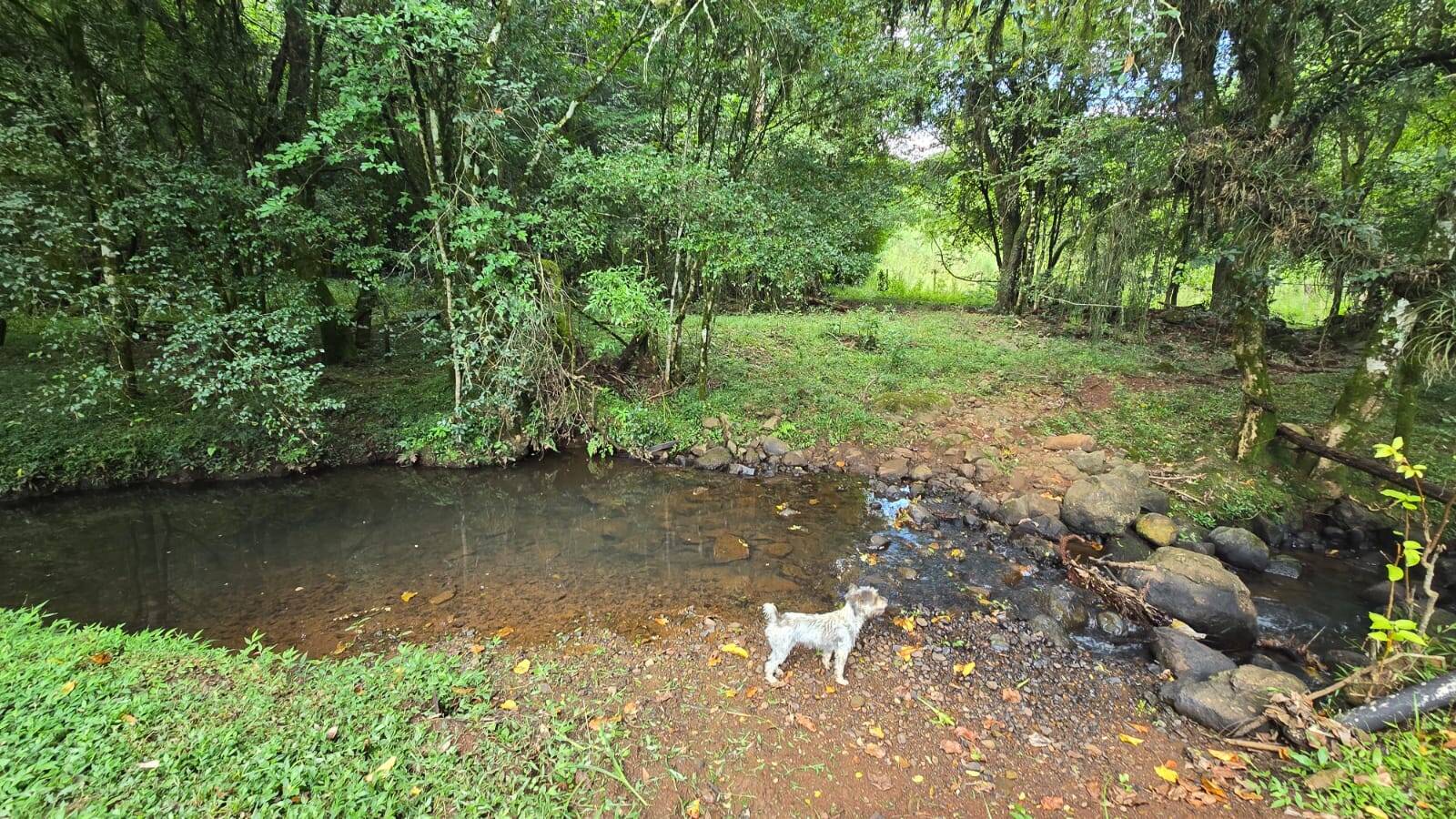 Sítio, 3 quartos, 172 m² - Foto 17