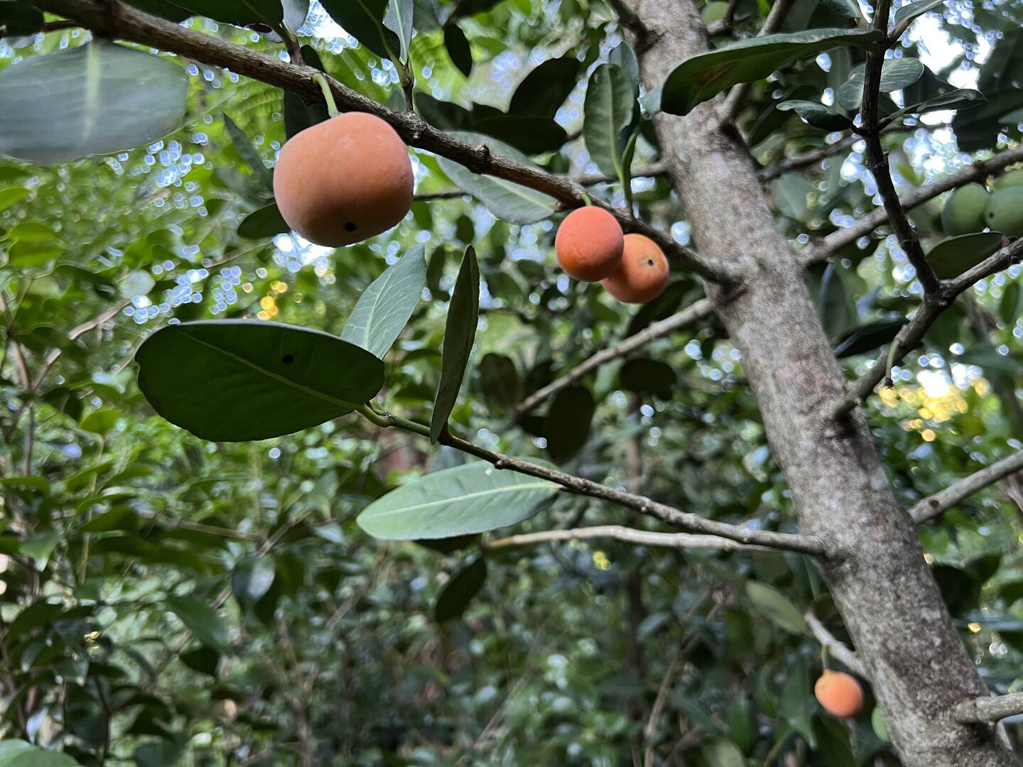 Casa, 3 quartos - Foto 53