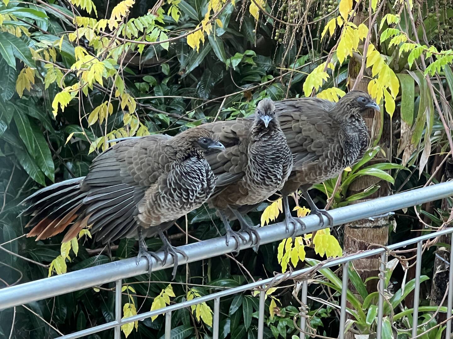 Casa, 3 quartos - Foto 59