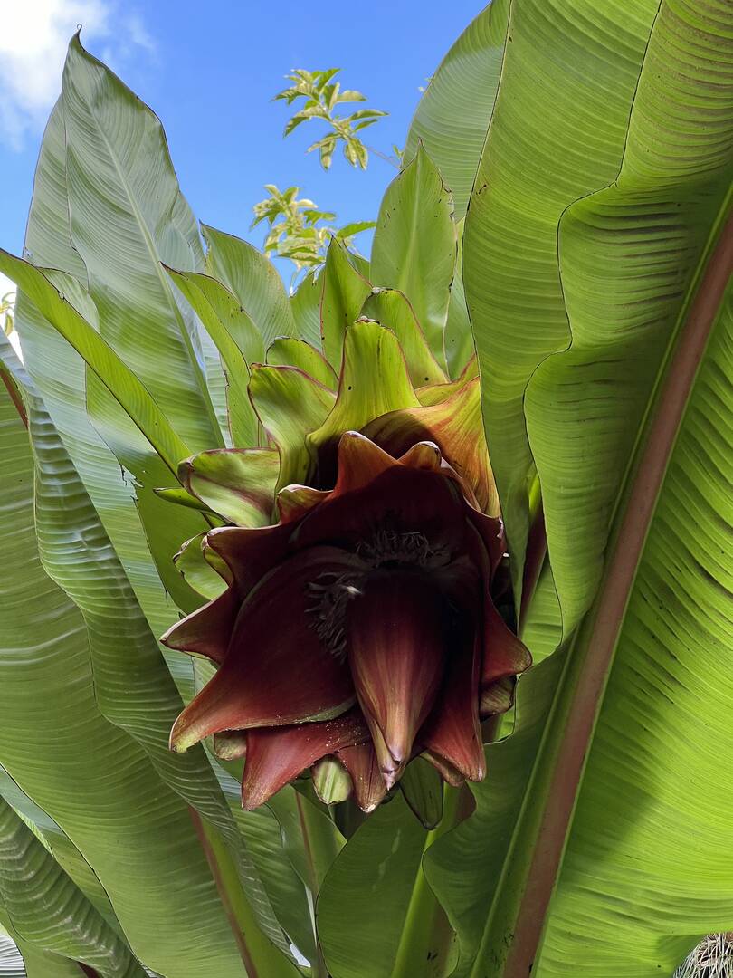 Casa, 3 quartos - Foto 75