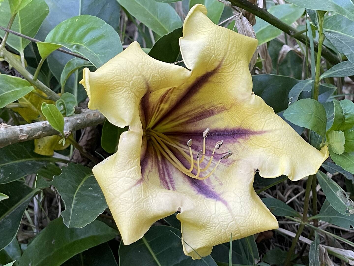 Casa, 3 quartos - Foto 77