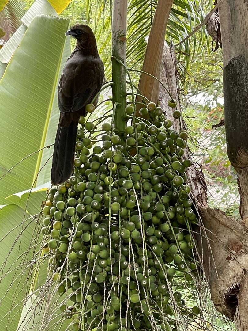 Casa, 3 quartos - Foto 83