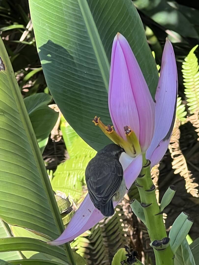 Casa, 3 quartos - Foto 86